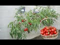 Unique method of growing tomatoes hanging upside down at home