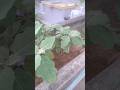aaj kya kya harvest kar sakte hai #vlogs #gardening #shorts