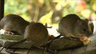 Mira como los ratones comen pan, mira como se alimenta los ratones, ratones caseros