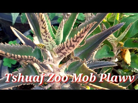 Tshuaj Zoo Kho Tus Neeg Mob Plawv  10-3-2022