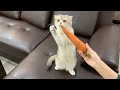 2本足で立ちながら、にんじんを食べたがる好奇心旺盛な猫たち