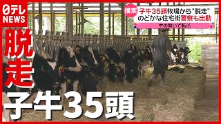 一時騒然…のどかな住宅街に警察出動 “子牛３５頭”が脱走　栃木・那須町（2021年6月17日放送「news every.」より）