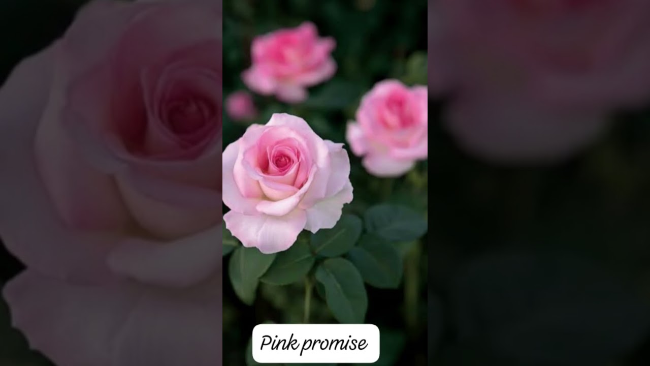 top Ten types of roses 🌹