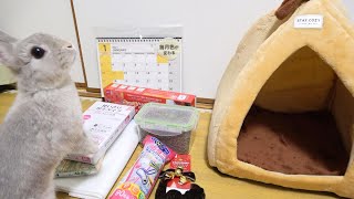 100円ショップでうさぎさんに役立つ商品たくさん買ったった