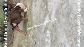 Exotic English Bulldog British Bulldog Male Puppy For Sale In India Call 9350926445 W.a 9990503335