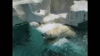 関東東京観光旅行デートスポット・上野動物園 ホッキョクグマ、アリクイ、パンダ、ペンギン