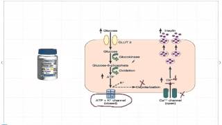 Mechanism Of Sulfonylurea Action