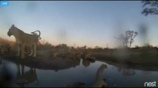 SPECIAL EDITION--Sunset Part 4 0f 7 Sept 2, 2016- Lions Drinking prior to chase Djuma Nest Cam