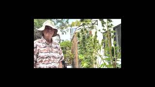 Ask Ed: When & How to Harvest Your Cannabis Plants