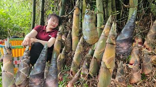 Encounter giant thorny bamboo shoots by the stream and harvested them to sell at the market.