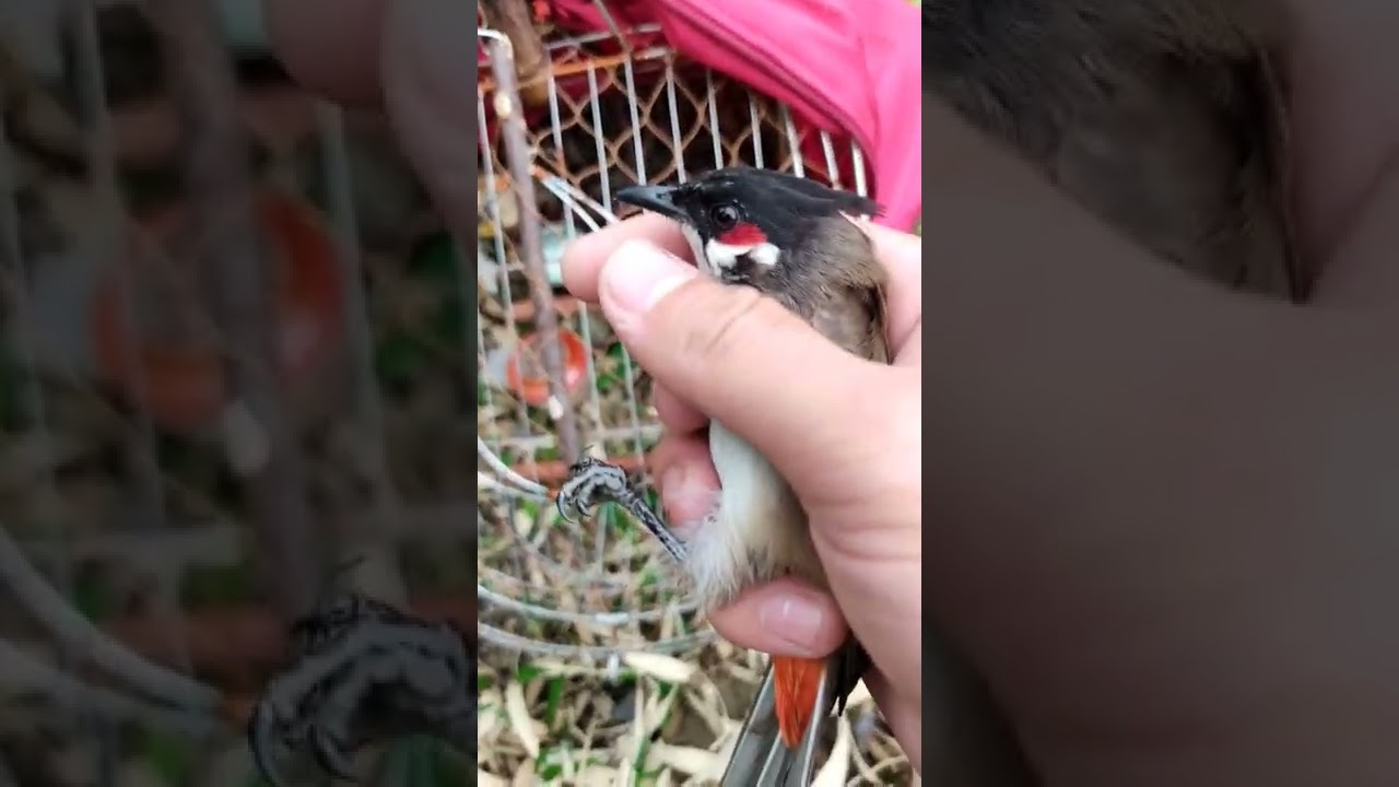Bản lĩnh của một chú chào mào mồi ( nhu khi cần nhu ,... - youtube
