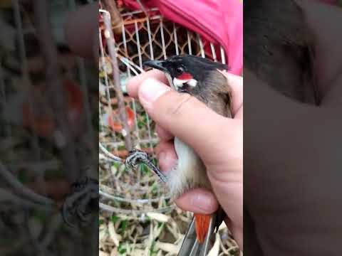 Video Bản lĩnh của một chú chào mào mồi ( nhu khi cần nhu ,... - youtube
