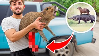 картинка: Мы спасли МАЛЕНЬКОГО КАПИБАРУ!!! (Почти) Ft. @BrunoyJoelRANDOM