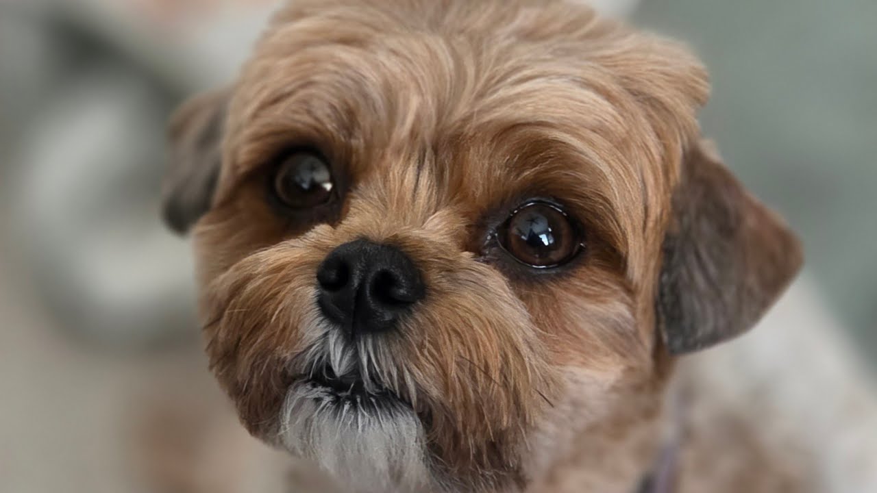 OBSBOT camera & Puppy's.