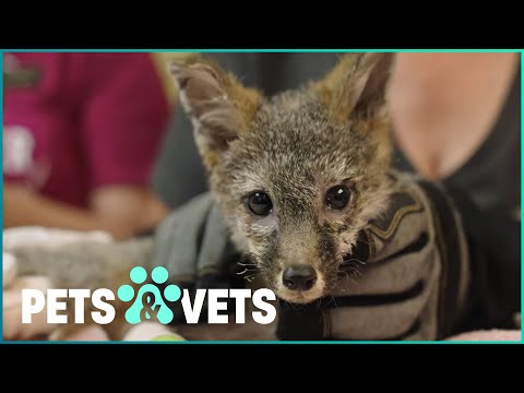 BABY FOX RESCUED FROM WILDFIRES: ALONE AND HURT