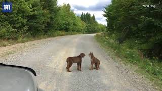 Two Lynxes having a noisy stare down in middle of road