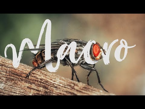 Vídeo: Como Tirar Macrofotografia