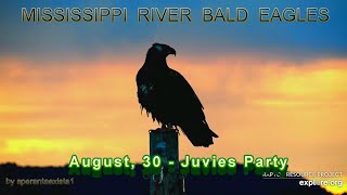 Mississippi River Flyway Cam Bald Eagles - August, 30 -Juvies Party; Dinner For 1 \& Serenity At Dusk