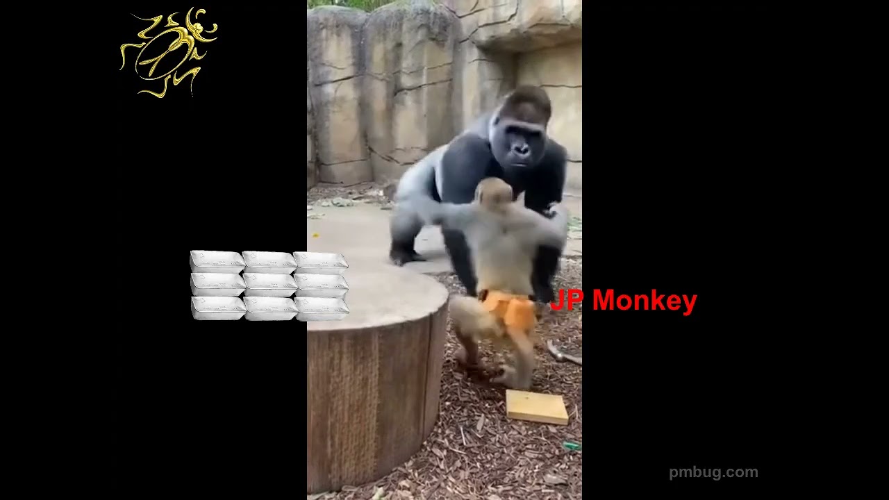 Silverback Versus Monkey Hammer