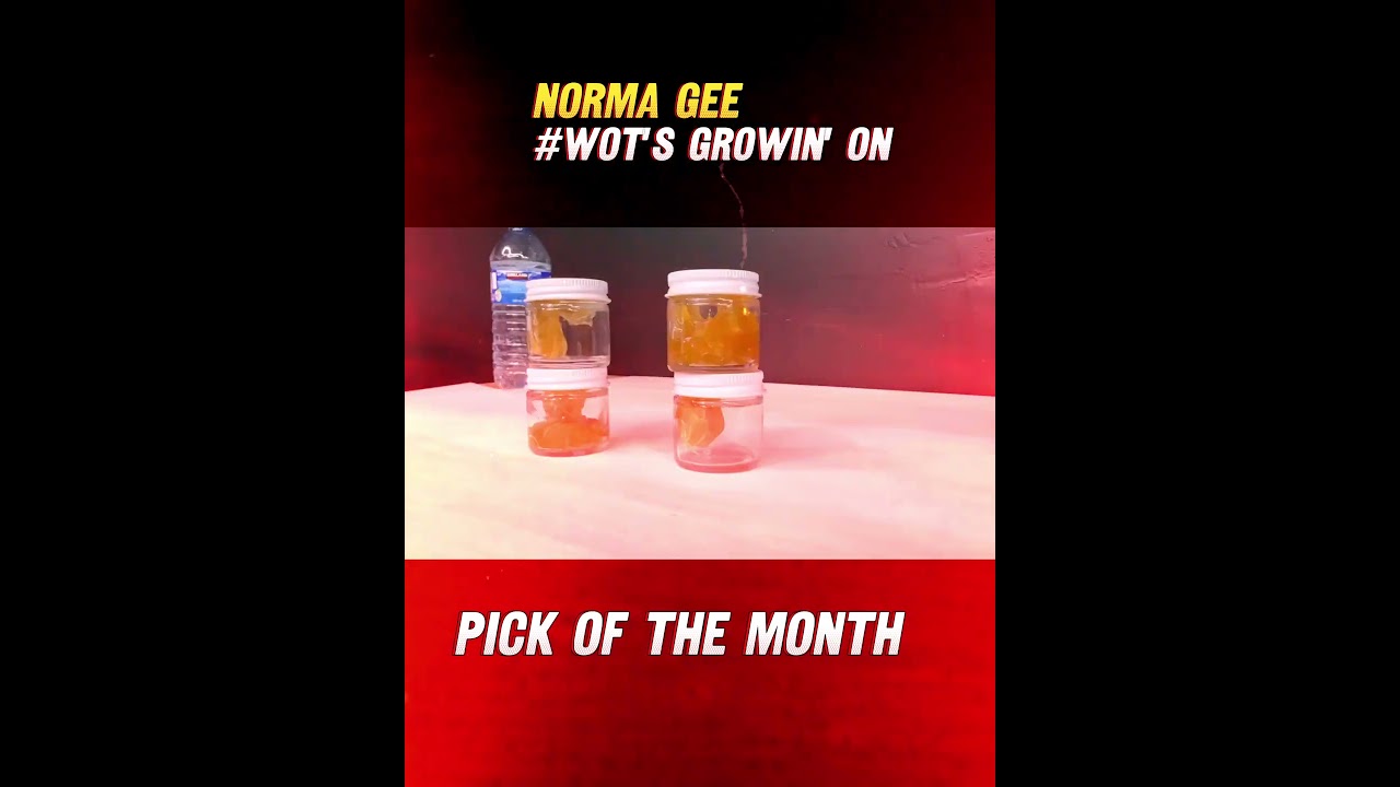Wots growin on | Pick of the Month | April 2025 - Live now on my YouTube Channel
