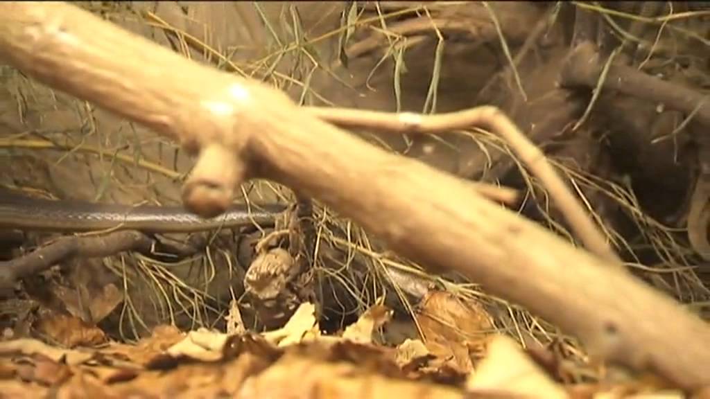 Gifttierhaus Eimsheim Teil 8 Oxyuranus scutellatus canni (Papua Neuguinea Taipan)