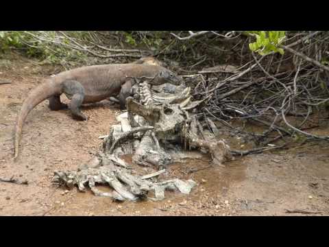 Video: Voivatko Komodon lohikäärmeet syödä ihmisiä?