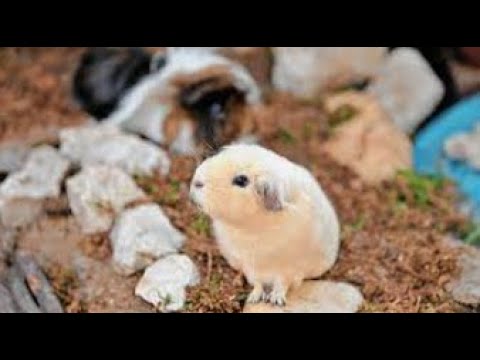 Abendprogramm auf der Meerschweinchenfarm