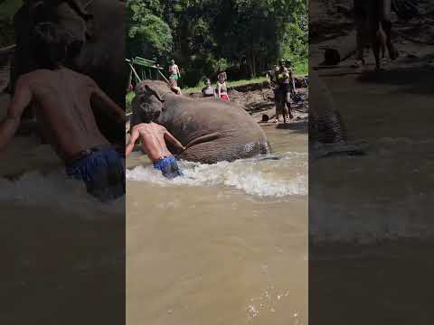 Video: Elefanter i Thailand: intressanta fakta