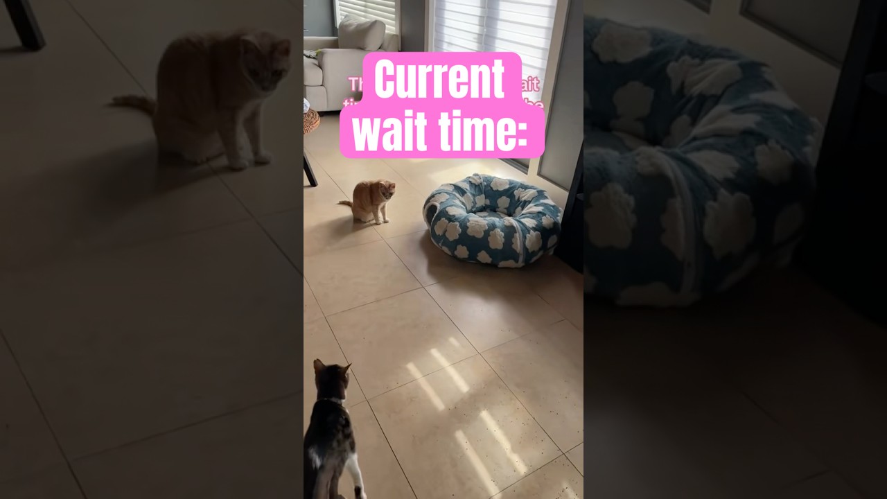 The lines always long 