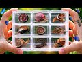 Catch insects and small animals, I got millipedes, butterflies, snails, centipedes, grasshoppers