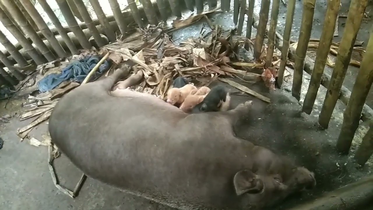 NANGANAK ANG ISANG INAHIN NA NATIVE PIG#philippines #animals #farming #business #thankyoulord ❤🙏