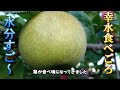 幸水と豊水 Nashi Pear