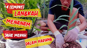 4 Langkah Menanam Jahe Merah Pada Media Karung