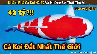 Khám Phá Cá Koi Đắt Nhất Thế Giới Và Những Sự Thật Thú Vị || Review Giải Trí Đời Sống screenshot 1