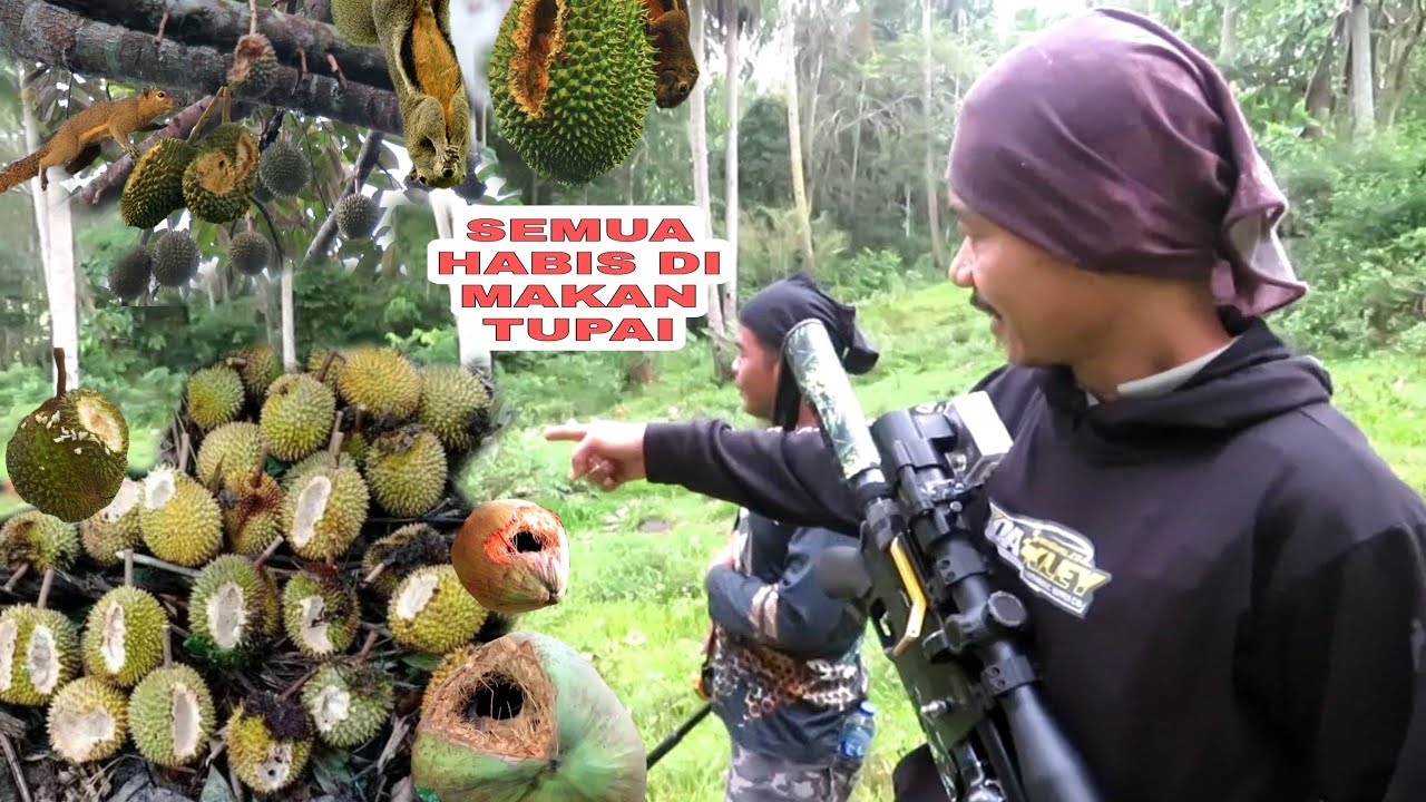 BUAH KELAPA DAN DURIAN GAGAL PANEN, HABIS DI MAKAN TUPAI