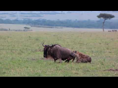 Eaten Alive - Hyena Eats a Wildebeest Alive - YouTube