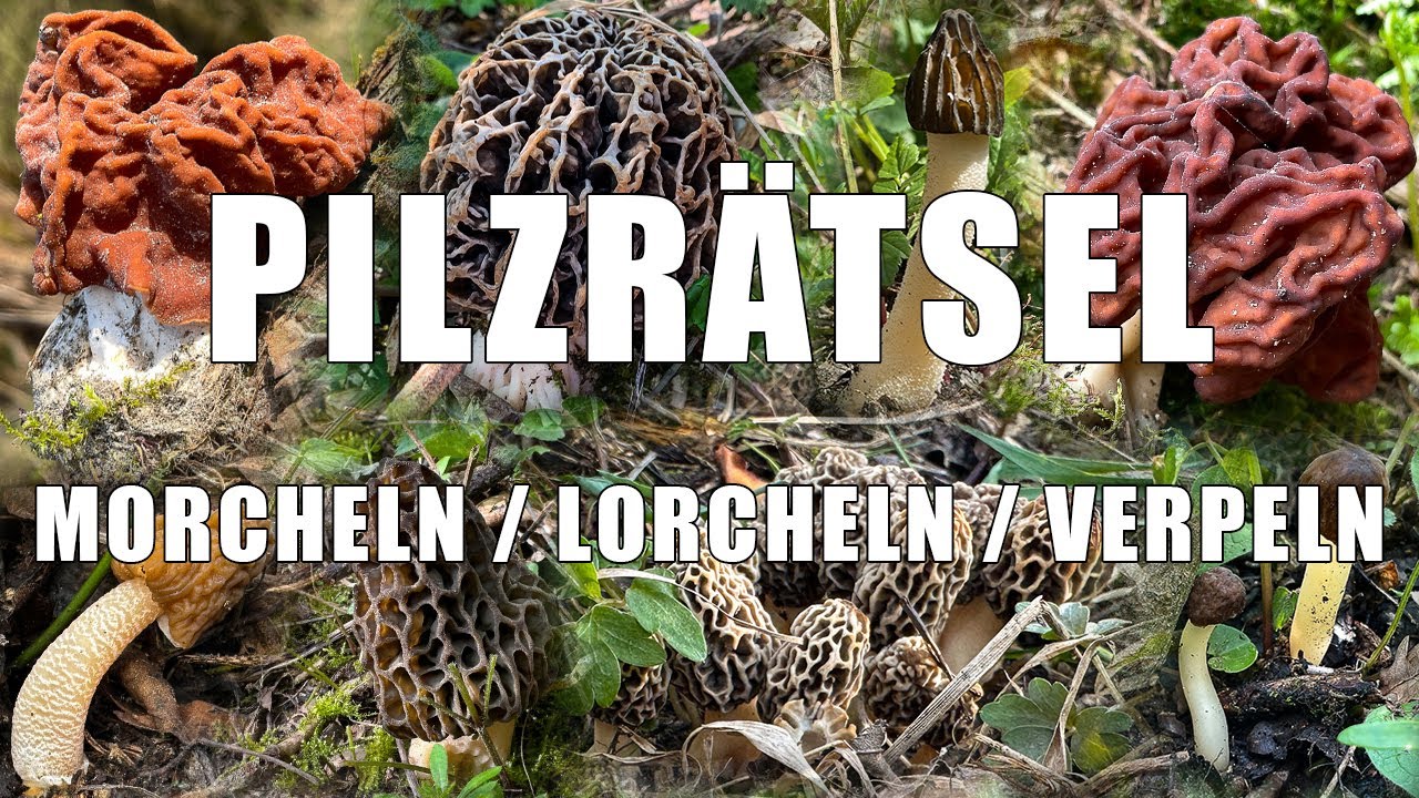 Pilzrätsel! Morchel oder Lorchel? Verpel oder Morchel? Lorchel oder Verpel? Typische Arten Frühling