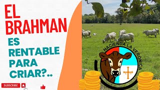 EL BRAHMAN ES RENTABLE PARA CRIAR?