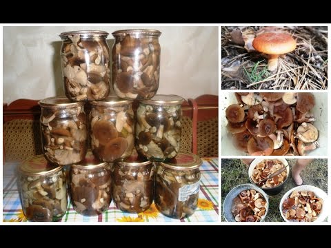Грибы горькушки. Маринуем и консервируем