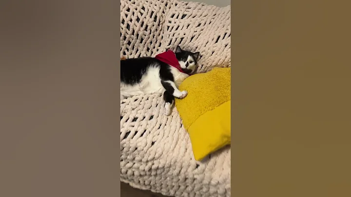 Video 4218971: wild savannah cat serval, african serval savannah cat, serval cat pet, serval house cat wild, pet european wild cat, european wild cat chinese