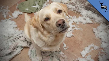 Do dogs feel guilty for hurting you?