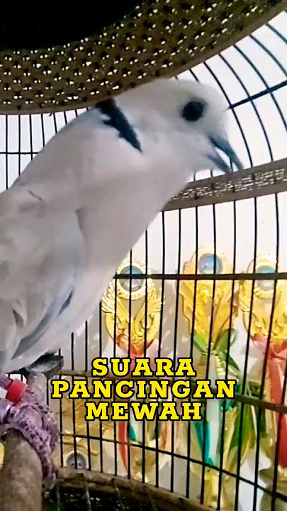 Suara Burung Puter Pelung Juara Super Istimewah Paling Ampuh Buat Pancingan