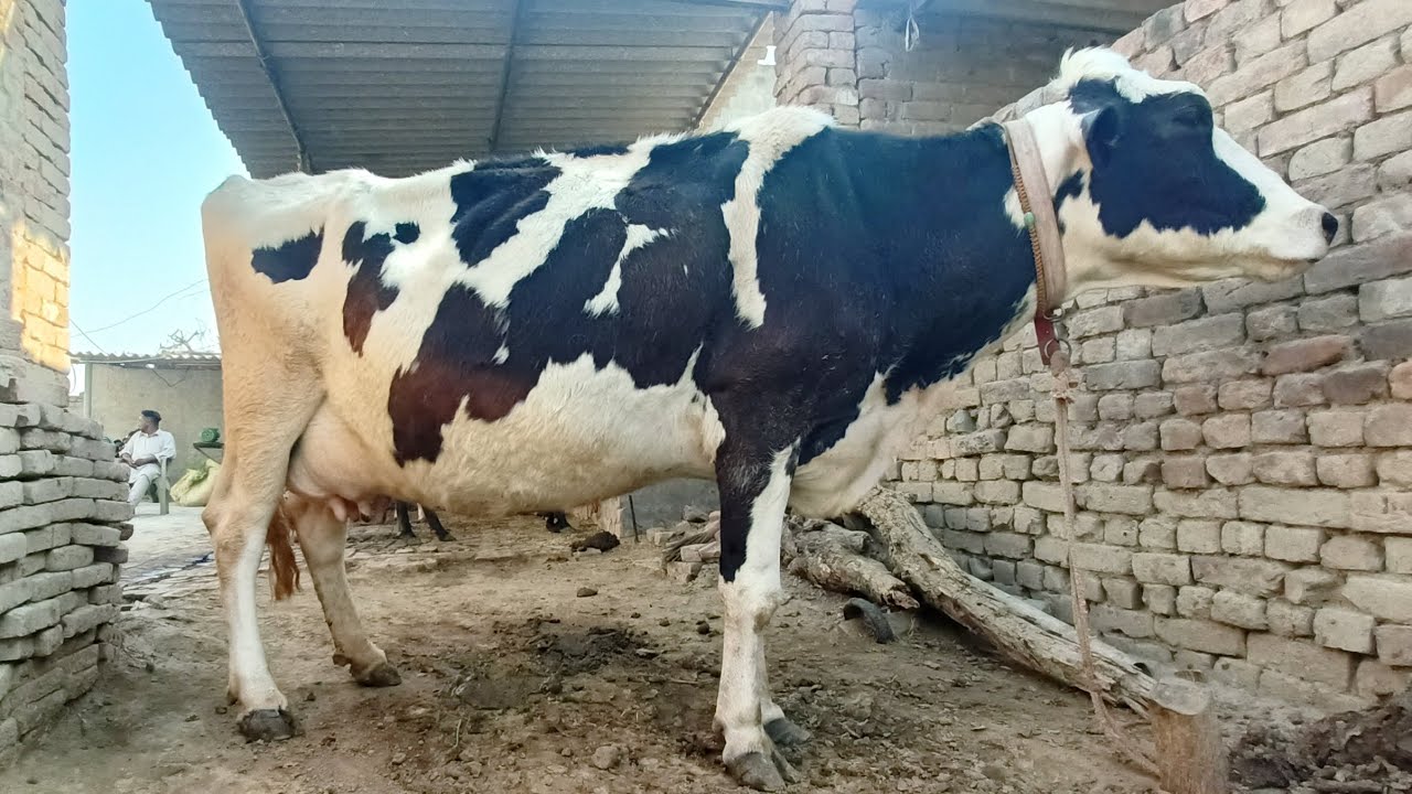 ਦੋ ਤੋਕੜ ਗੱਭਣ ਵੈੜਾ ਵਿਕਾਊ 😮 ਮੁੱਲ ਸਿਰਫ 30000👍two cows in less price # ...