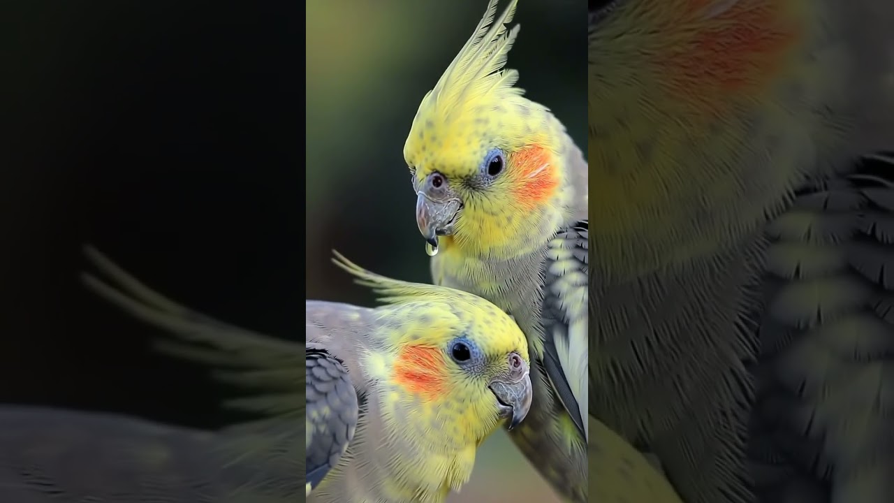 🥲🥲🥲🥲 #song #coversong