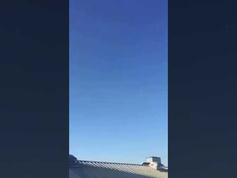 Coventry Gull Management Using A Harris Hawk