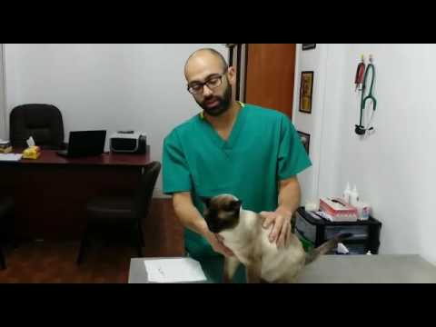 فيديو: كيفية حقن قطة تحت الجلد