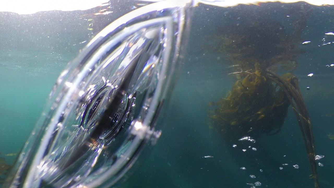 Herring Swimming Through Bull Kelp - 360VR