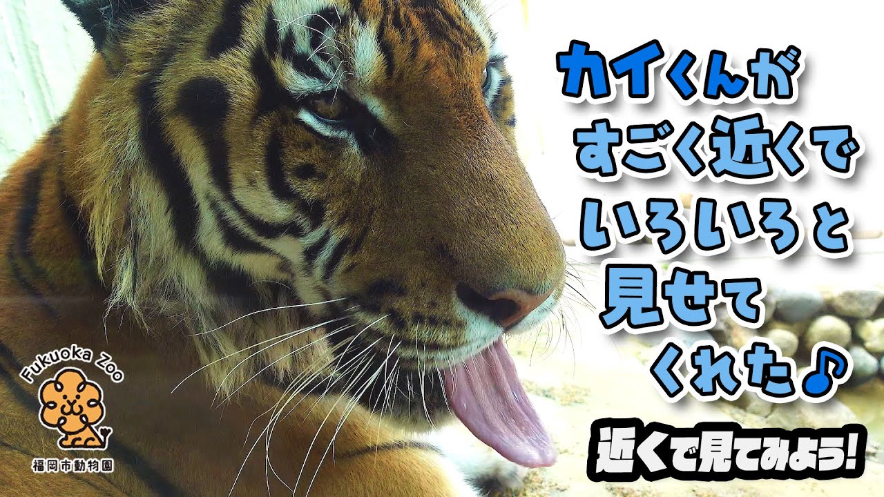 近くで見てみよう カイくんがすごく近くでいろいろと見せてくれた 福岡市動物園 アムールトラのカイ Youtube