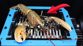 Experiment Shredding Giant Lobster And Toys The Crusher
