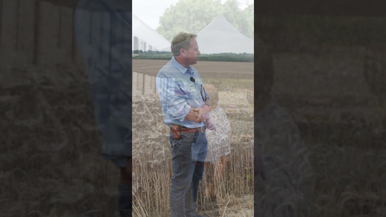 We Demo the New Holland CR11, the Biggest Combine in the World